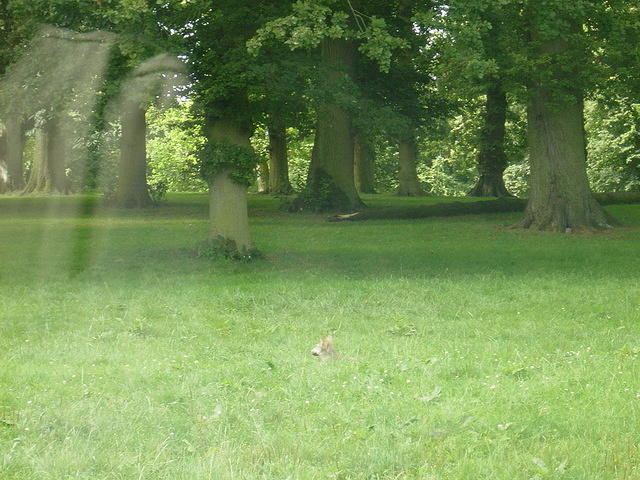 Longleat Safari Park