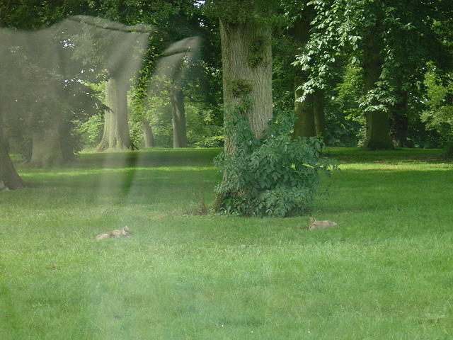 Longleat Safari Park