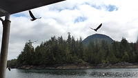 Bald Eagles - Ketchikan