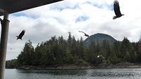 Bald Eagles - Ketchikan