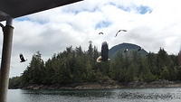 Bald Eagles - Ketchikan