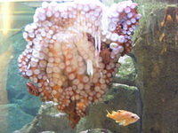 Pacific Octopus