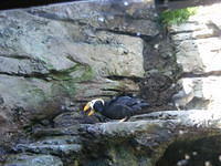 Tufted Puffin