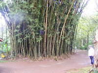 Valley of the Temples - Oahu