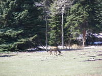 Elk - Rocky Mountain Park, CO