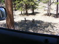 Mule Deer - Rocky Mountain Park, CO