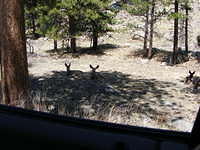 Mule Deer - Rocky Mountain Park, CO