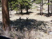 Mule Deer - Rocky Mountain Park, CO