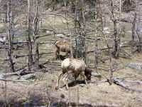 Elk - Rocky Mountain Park