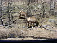 Elk - Rocky Mountain Park