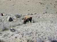 Bison - Yellowstone NP