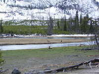Yellowstone NP