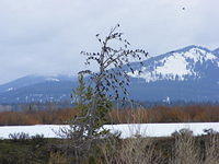 A Tree of Birds - Grand Teton NP
