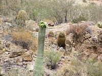 Canyon Lake, AZ