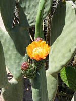 Cactus in flower - Old Tucson Studios