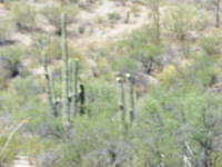 Saguaro NP, Tucson