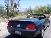 Mr Ed in Saguaro NP, Tucson