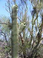 Saguaro NP, Tucson