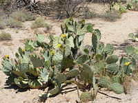 Saguaro NP, Tucson