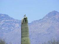 Saguaro NP, Tucson