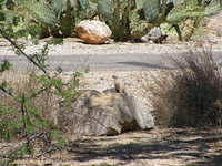 Saguaro NP, Tucson