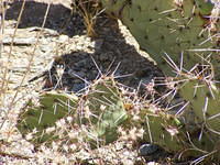 Saguaro NP, Tucson