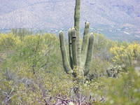 Saguaro NP, Tucson