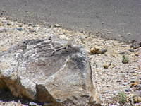 Lizard - Saguaro NP, Tucson