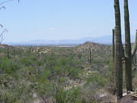Saguaro NP, Tucson