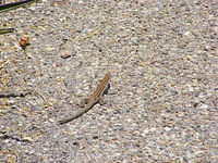 Lizard - Colossal Caves, Tucson AZ