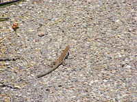 Lizard - Colossal Caves, Tucson AZ