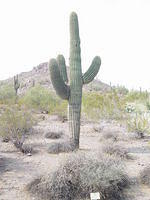 Desert Botanical Garden - Phoenix