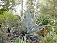 Desert Botanical Garden - Phoenix