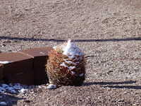 Snow covered cactus