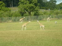 Longleat Safari Park