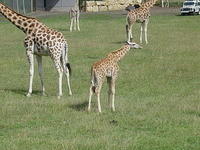 Longleat Safari Park