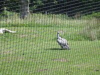 Longleat Safari Park