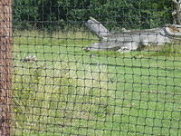 Longleat Safari Park