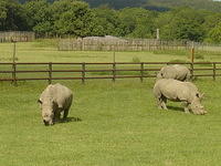 Longleat Safari Park