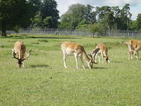 Longleat Safari Park