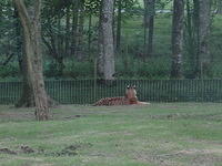 Longleat Safari Park