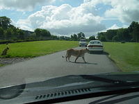 Longleat Safari Park