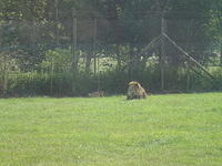 Longleat Safari Park